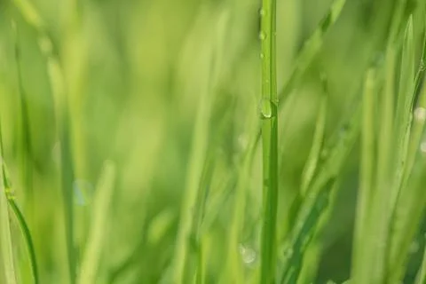 Green grass with water drops thin focus part. Natural background, greenery. Stock Photos