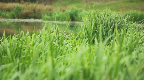 Green Grass on Water Stock Footage 31095049