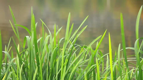 Green Grass on Water Stock Footage 31095079