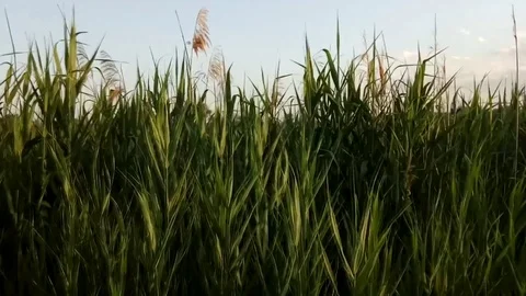 Green grass in the water Stock Footage 109656164