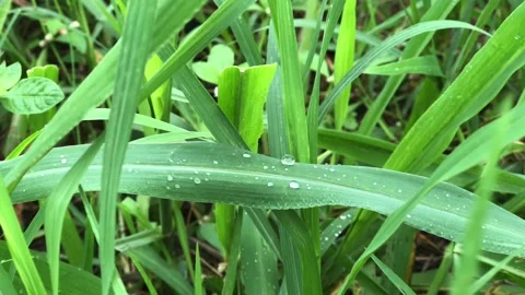 Green grass with waterdrop Video stock 171198433