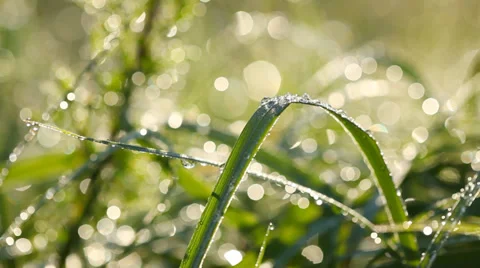 Green grass with waterdrops. Stock-Footage 38039853