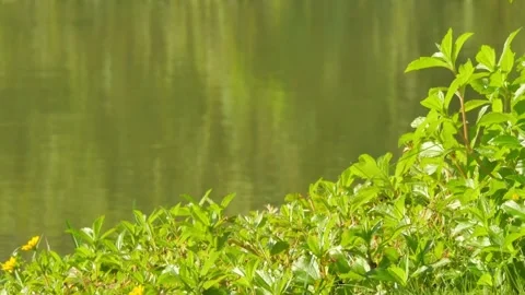 Green grass at the water's edge Stock Footage 319419103