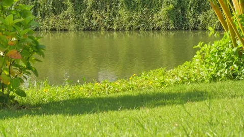 Green grass at the water's edge 스톡 동영상 319419109