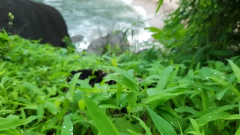 Green grass with wave in the beach. butterfly beach in goa. Vidéo 201621255