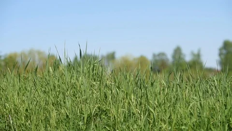 The green grass waves against the background of the blue sky Stock Footage 89997153