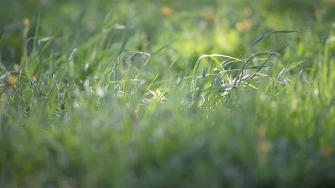 The green grass waves on wind, close up Stock Footage 89994427