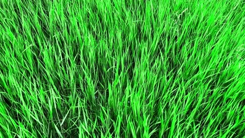 Green grass waves in the wind in a horizontal shot capturing flowing summer.. Stock Footage 338397700