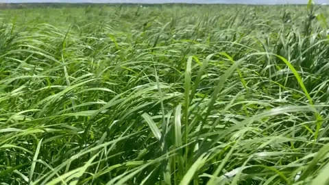Green grass waving in the strong wind in meadow in summer Stock Footage 293018631
