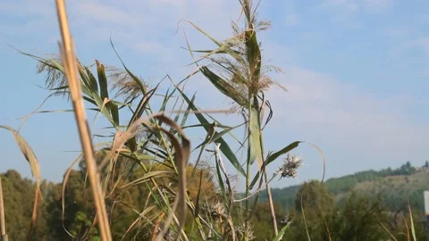 Green grass waving in the wind at the beach Stock Footage 156950924
