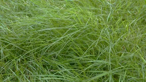 Green grass waving in the wind. Stock Footage 120327339