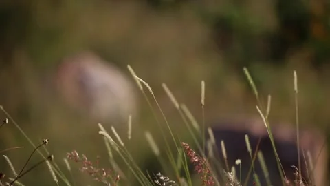 Green grass waving in the wind Stock Footage 220450625