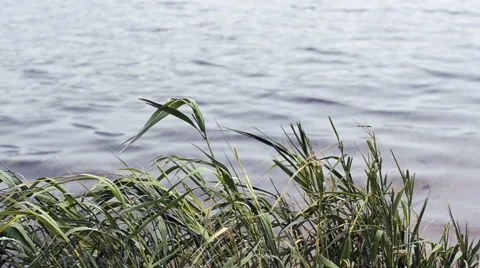 Green grass waving in the wind at lakeside Stock Footage 69063814