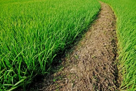 Green grass way Stock Photos
