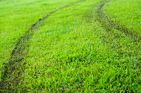 Green grass way texture Stock Photos