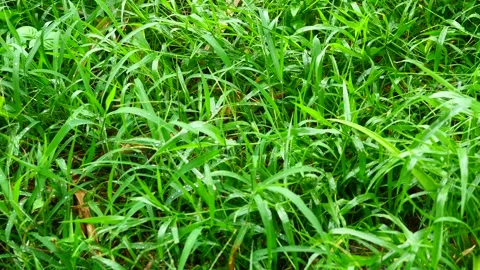 Green grass is wet and full of water drops during rainy season Stock Footage 276879963