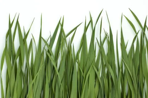 Green grass on a white background close-up, side view. Stock Photos