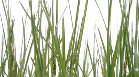 Green grass. White background Stock Footage 24372373