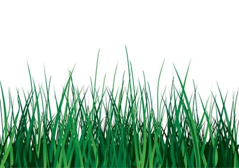 Green grass on white background. Illustrazione stock