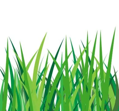Green grass on a white background Stock Illustration