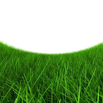 Green grass on a white background Stock Illustration