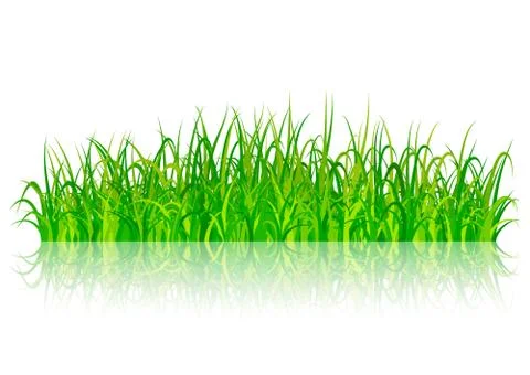 Green grass on white background Stock Illustration