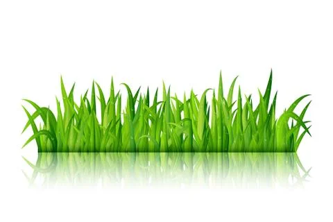Green grass on white background Stock Illustration