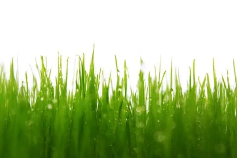 Green grass with white background Stock Photos