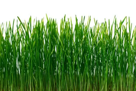 Green grass on white background Stock Photos