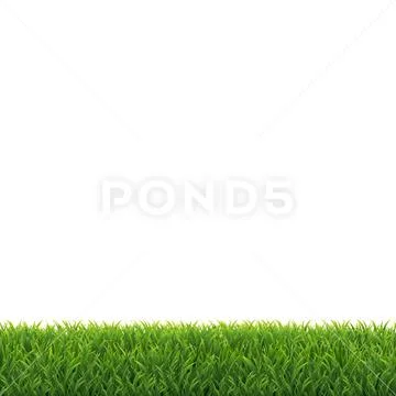 Green Grass White Background Stock Photos