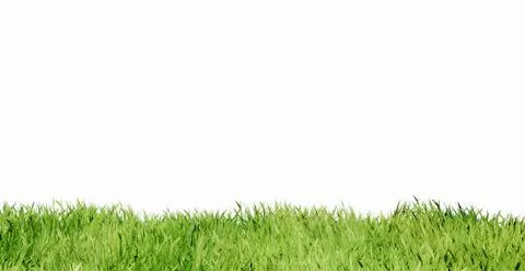 Green Grass on white background Фото