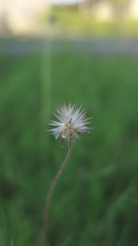 Green grass with white flowers Stock Footage 246346403