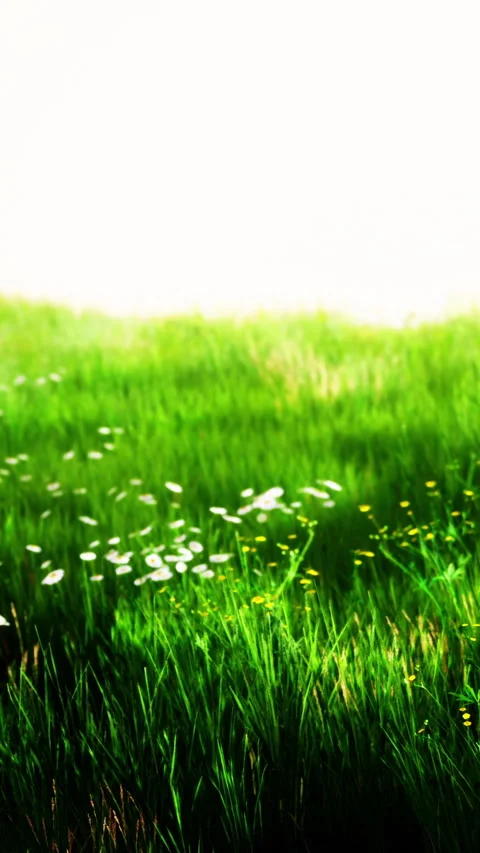 Green grass with white flowers under sunlight on a clear day in springtime Video stock 338426627