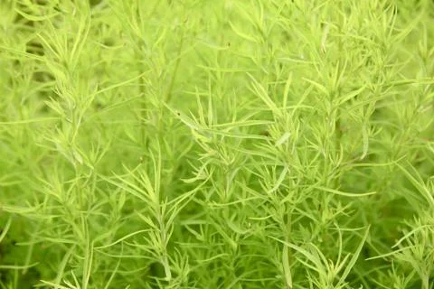 Green grass on white Stock Photos