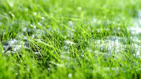 Green grass with white snow close-up Stock Footage 34167537