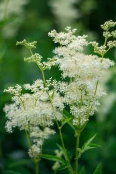 Green grass with white tiny flowers on wind in summer day Stock Photos