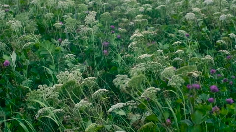 Green grass on a wind 2 Stock Footage 54896700