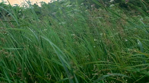 Green grass on a wind 3 库存影片 54896761