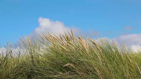Green grass in the wind against sky Stock Footage 42678856