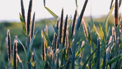 Green grass in the wind against the sky Stock Footage 240417491