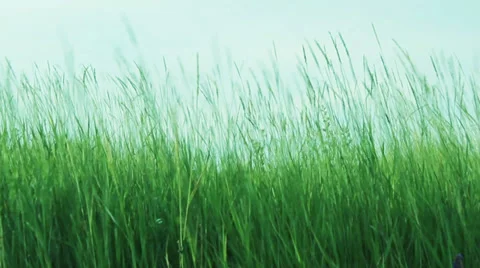 Green Grass On The Wind And Blue Sky Stock Footage 39867555
