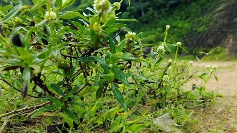 Green grass in the wind and Tiny White Flowers in a Natural Meadow Setting Stockbeeldmateriaal 308154690