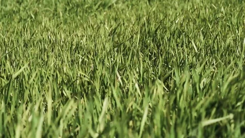 Green grass in the wind background Stock Footage 128543920