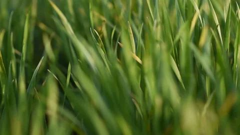 Green grass in the wind on the background Stock Footage 129082246