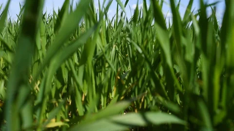 Green grass in the wind background Stock Footage 129082347