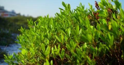 Green Grass in the Wind With Blue Sky Stockbeeldmateriaal 247336677