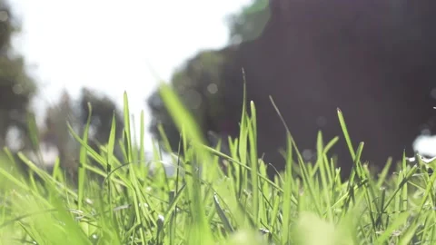 Green grass in the wind, blurry forest and sky in the background Video stock 144385000