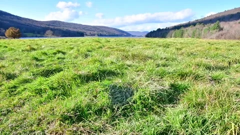 Green grass in the wind bright winter day Stock Footage 256242870