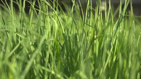 Green grass in the wind close up 스톡 동영상 341800581
