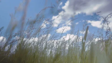 Green grass on wind, clouds and buildings far away at spring day, slow motion Stock Footage 91519634